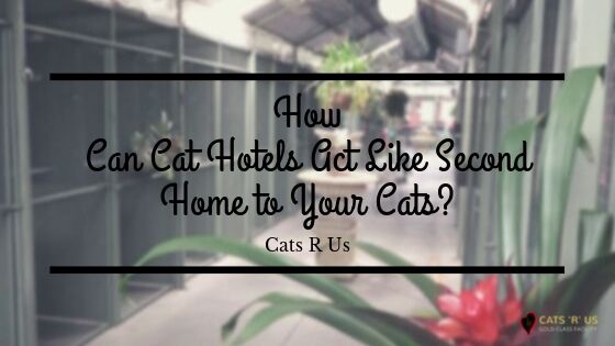 How Can Cat Hotels Act Like Second Home to Your Cats_